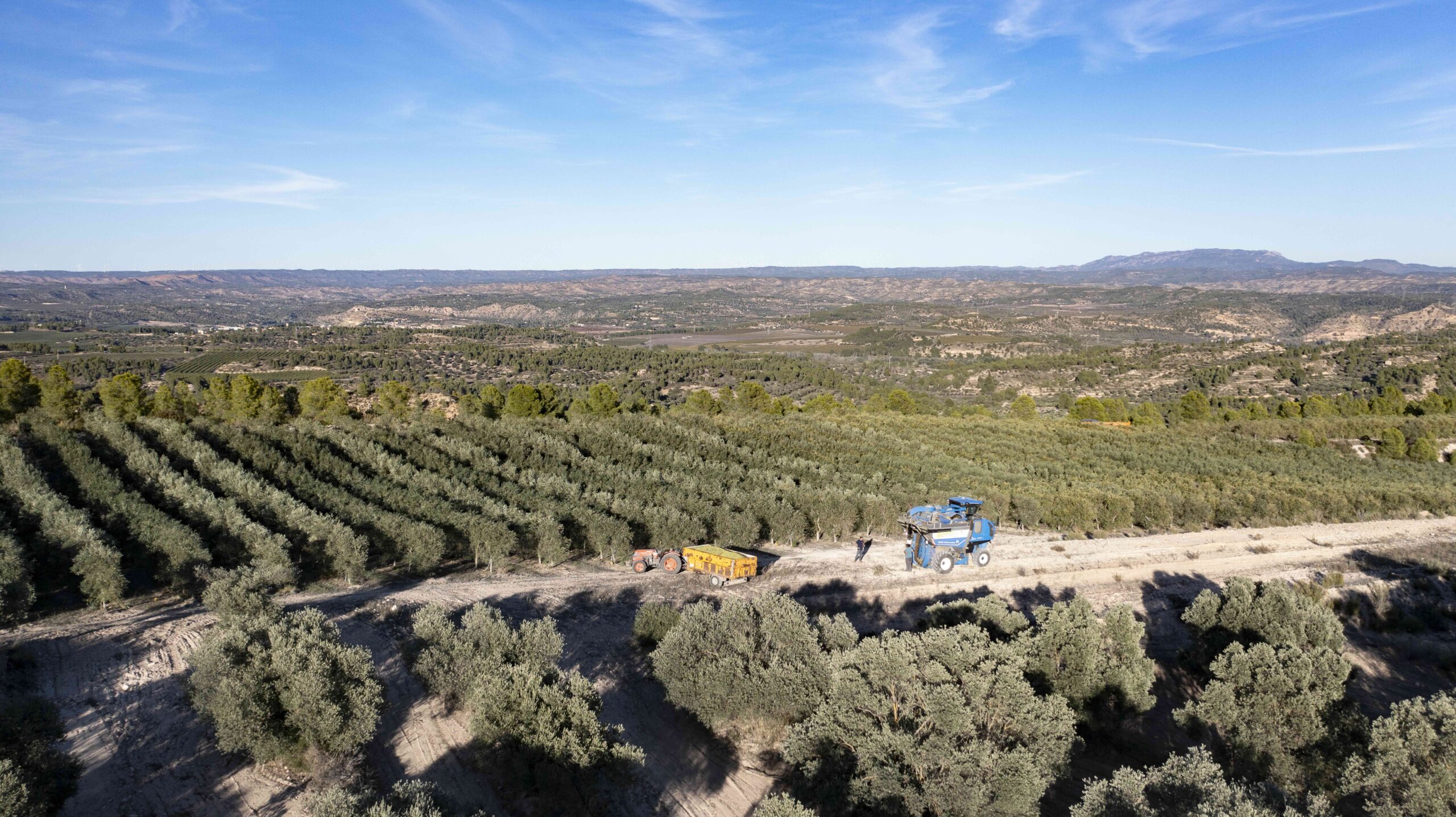 Olivar de Gran Bouque en el Valle del Ebro
