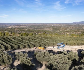 Olivar de Gran Bouque en el Valle del Ebro
